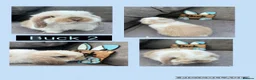 Mini Lop rabbits for sale: Pure bred Mini Lop Babies - Advert 2