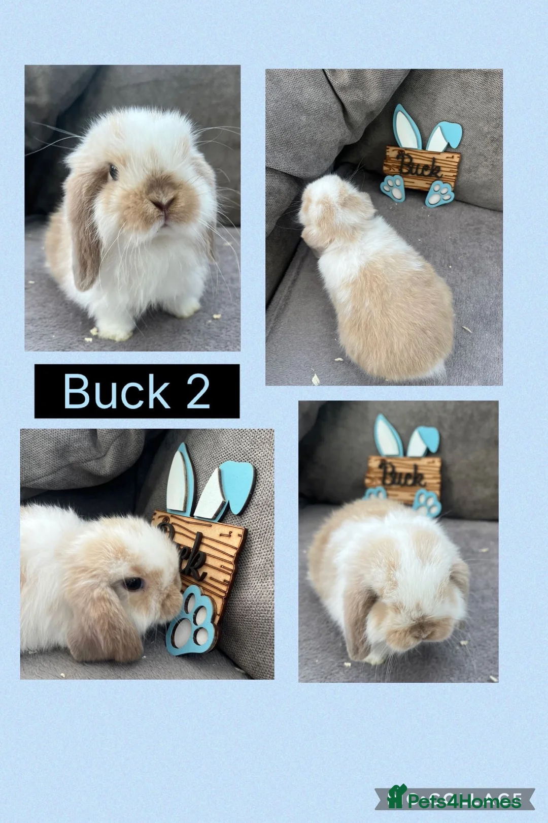 Mini Lop rabbits for sale: Pure bred Mini Lop Babies - Advert 2