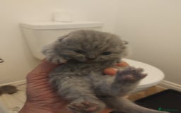 British Shorthair cats for sale: British shorthair kittens  - Image 3