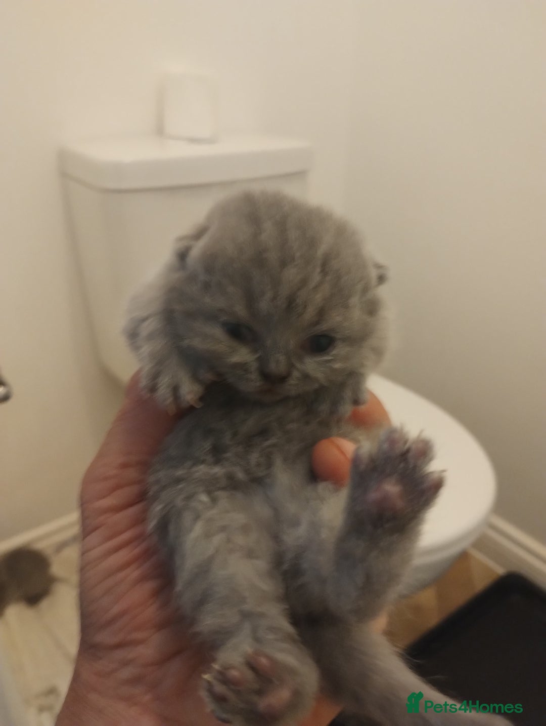 British Shorthair cats for sale: British shorthair kittens  - Image 3
