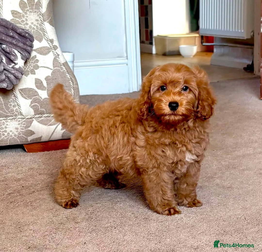 Cockapoo dogs for sale: HUGO F1b Red Cockapoo - READY NOW  - Advert 2