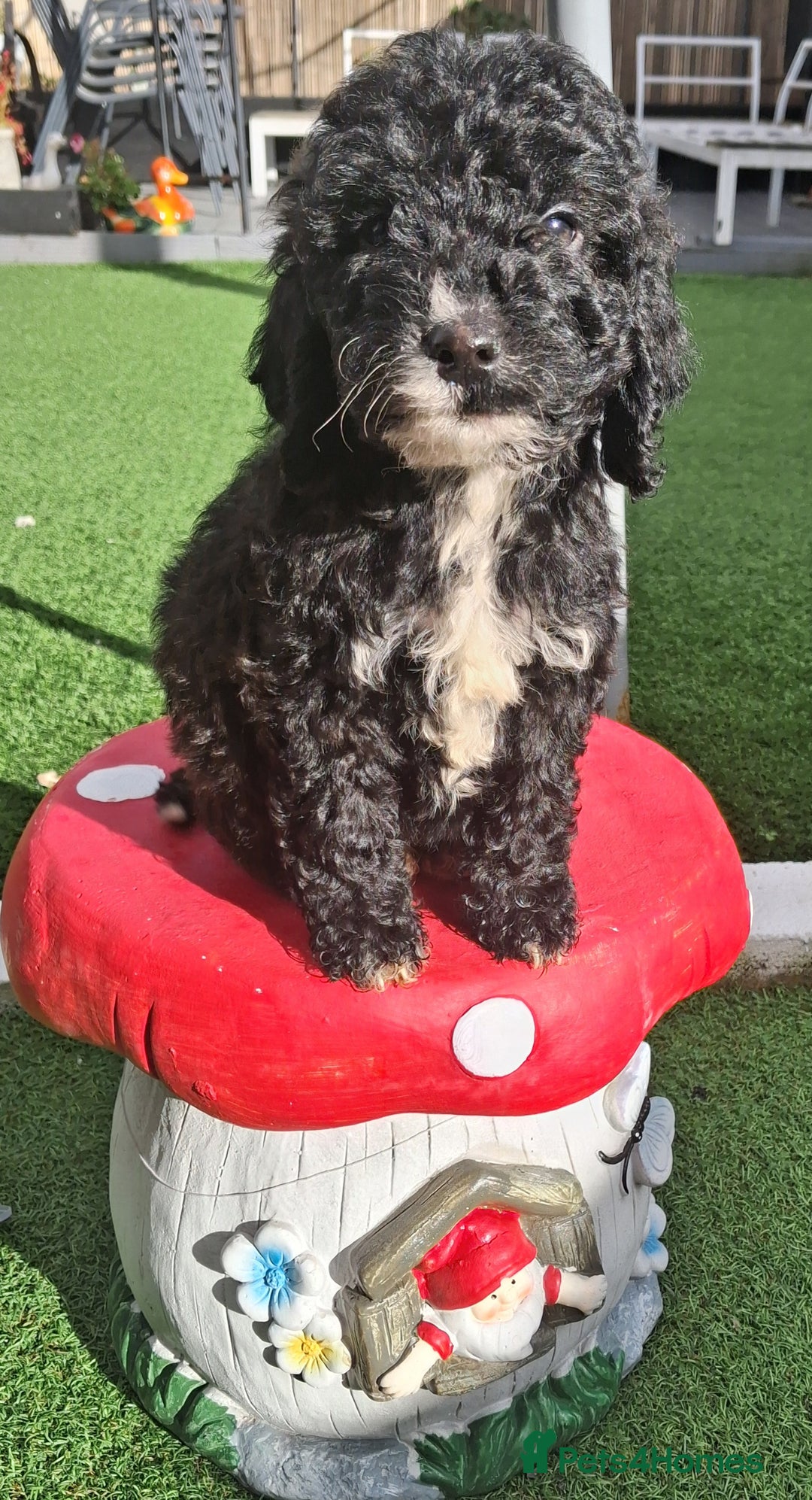 Cockapoo dogs for sale: ** LAST ADORABLE CURLY BLACK & WHITE COCKAPOOS **  - Advert 7