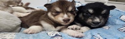 Siberian Husky dogs for sale: Wooly Siberian huskies - all Blue Eyes - Advert 2
