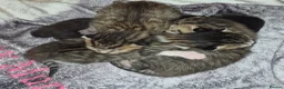 Mixed Breed cats for sale: British blue x domestic shorthair tabby - Advert 2