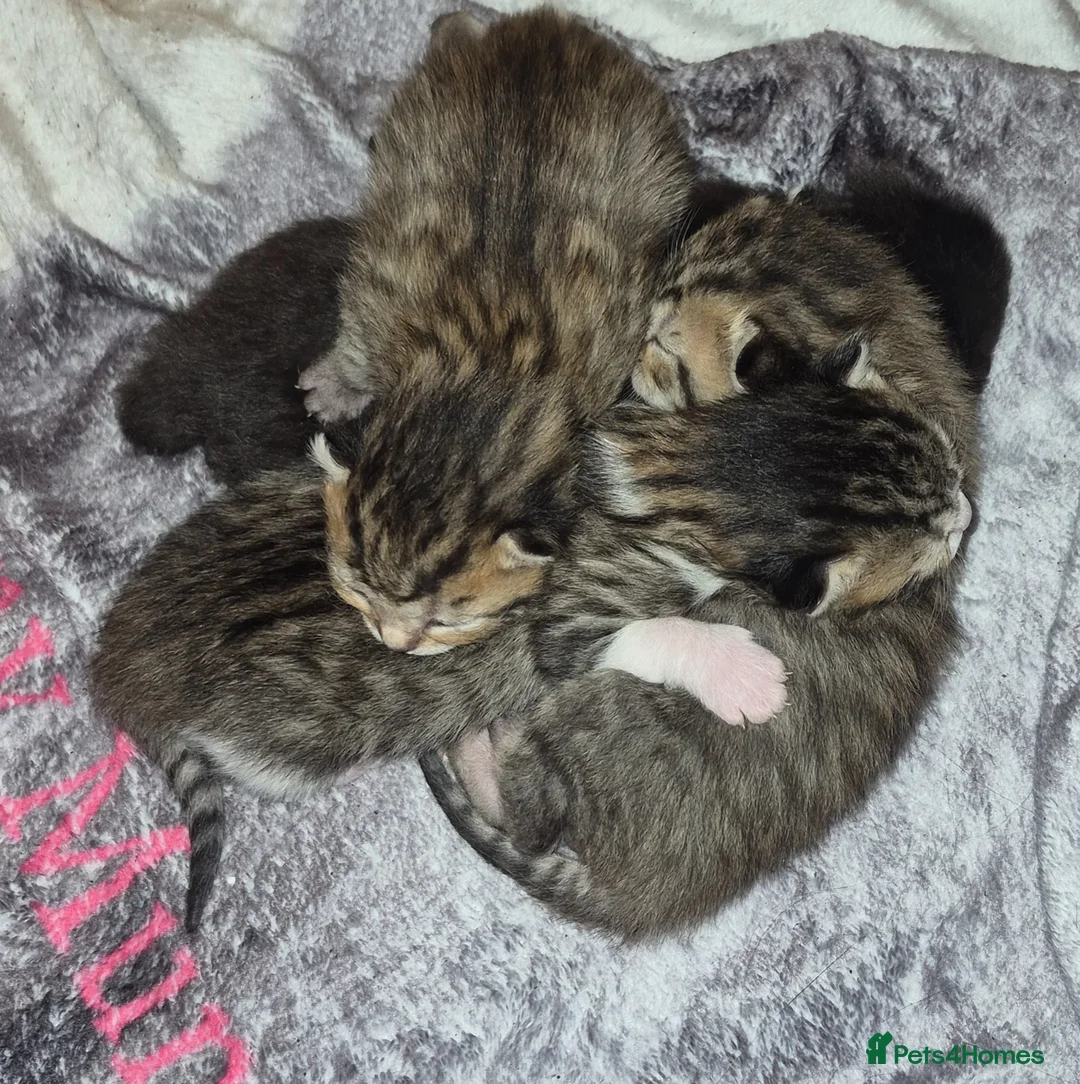 Mixed Breed cats for sale: British blue x domestic shorthair tabby - Advert 2