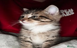 Mixed Breed cats for sale: one male left  - Advert 3