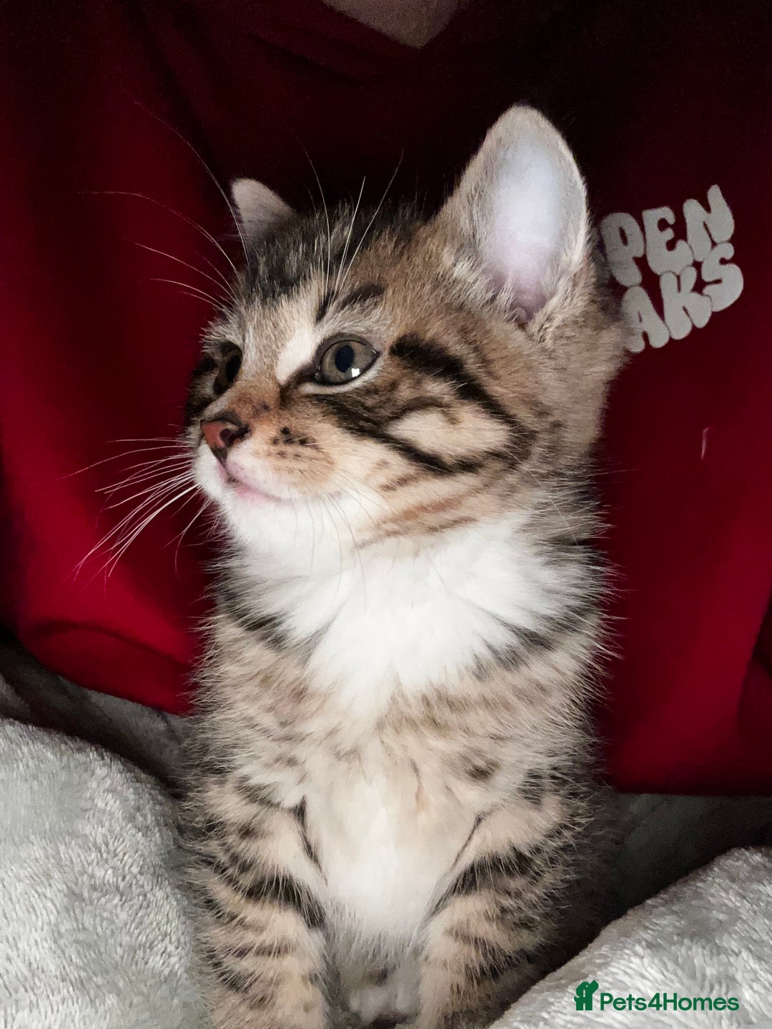 Mixed Breed cats for sale: one male left  - Advert 3