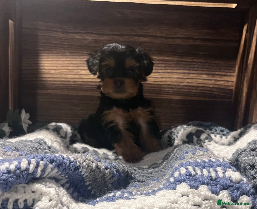 Yorkiepoo dogs for sale: Tiny Yorkipoos beautiful fluff balls puppies - Image 18