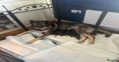 German Shepherd dogs in Cambridge - Advert 12
