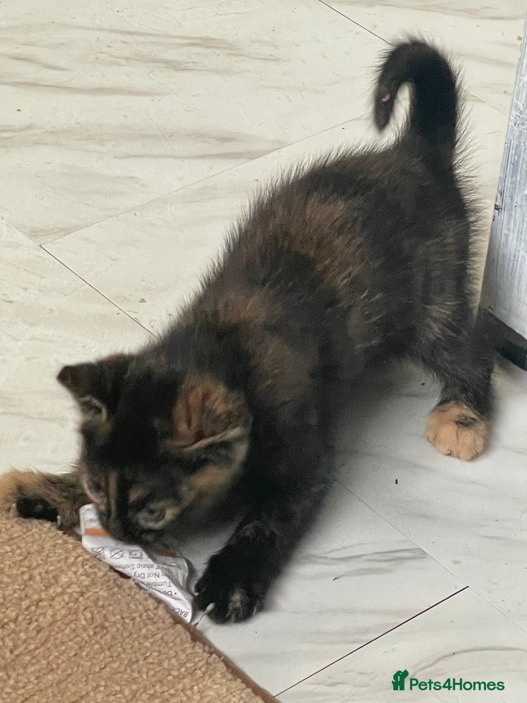 Mixed Breed cats for sale: 4 Beautiful & playful kittens - Advert 7