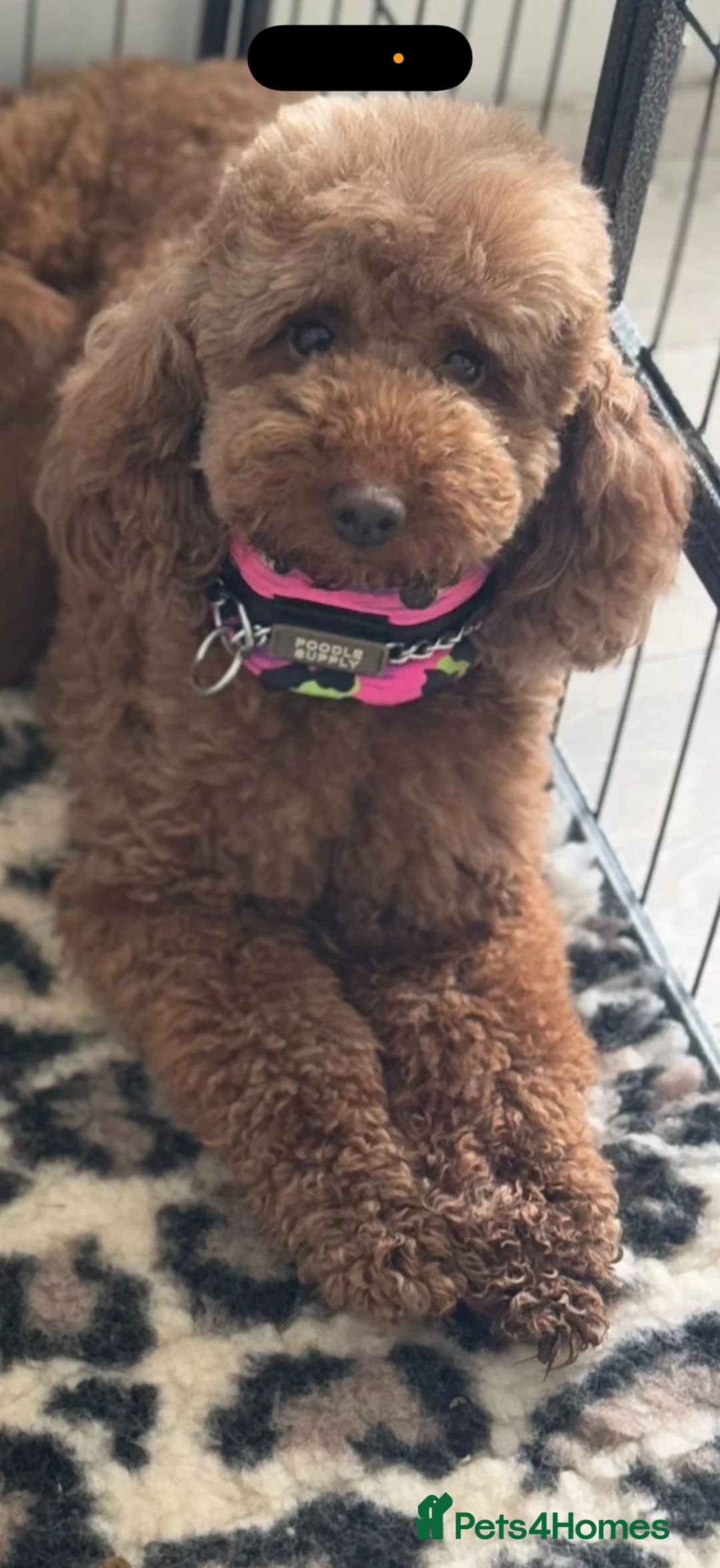 Cavapoo dogs for sale: Fully tested Cavapoo’s F1 💙❤️ - Advert 4