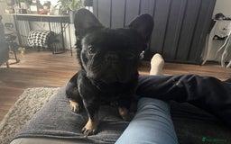 French Bulldog dogs for stud: Big fluffy frenchie boy - Image 5