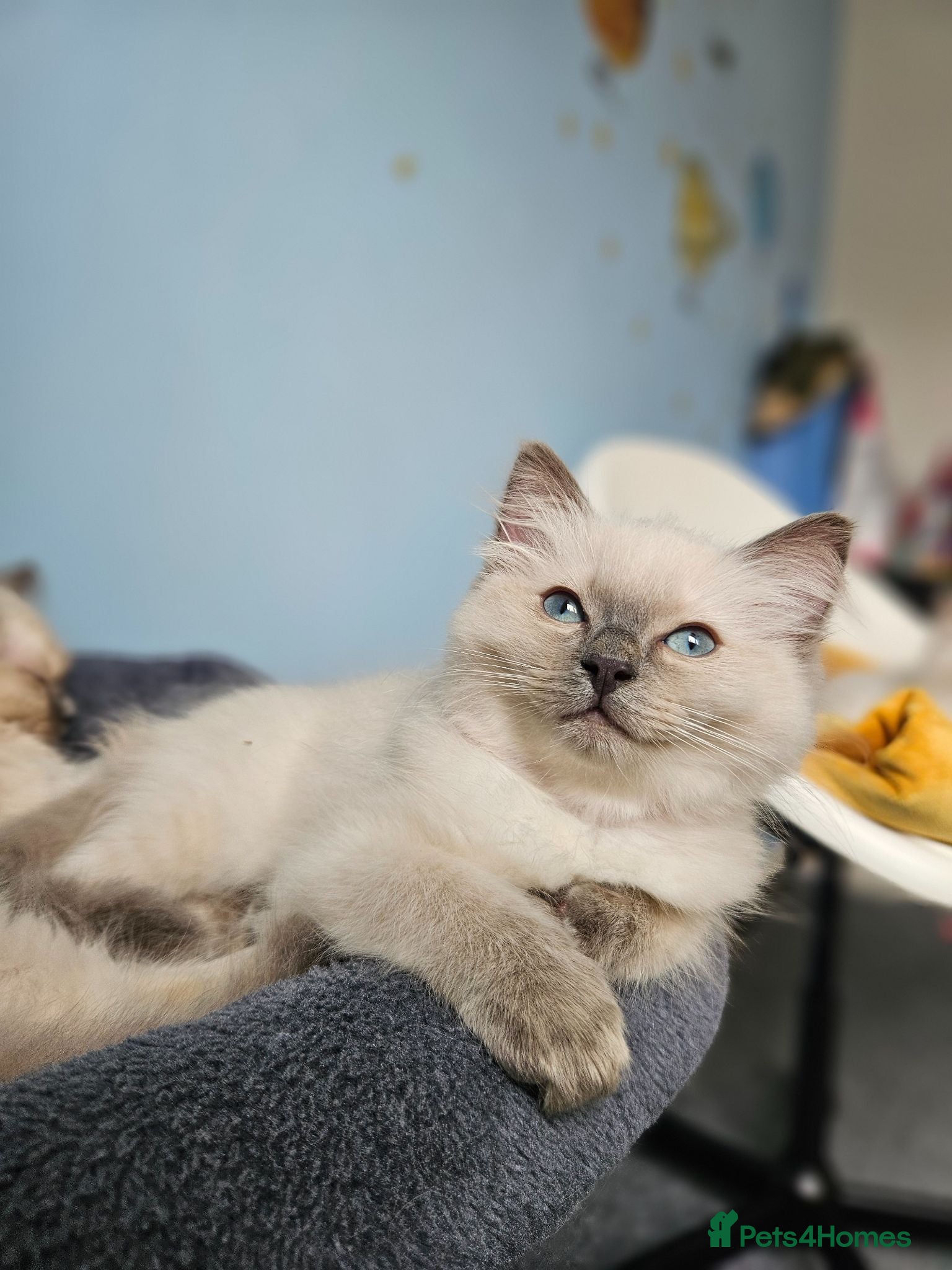Ragdoll cats ❤️Beautiful RAGDOLL KITTEN ❤️ - Advert 1