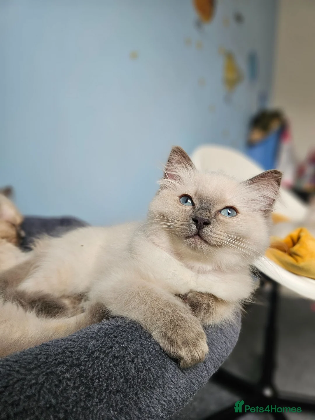 Ragdoll cats for sale: ❤️Beautiful RAGDOLL KITTEN ❤️ - Advert 2