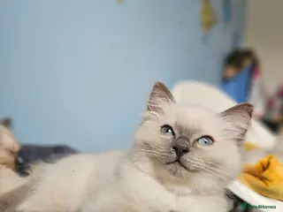 Ragdoll cats ❤️Beautiful RAGDOLL KITTEN ❤️ - Advert 1