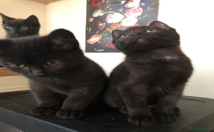 Mixed Breed cats - Advert 1