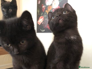 Mixed Breed cats - Advert 3