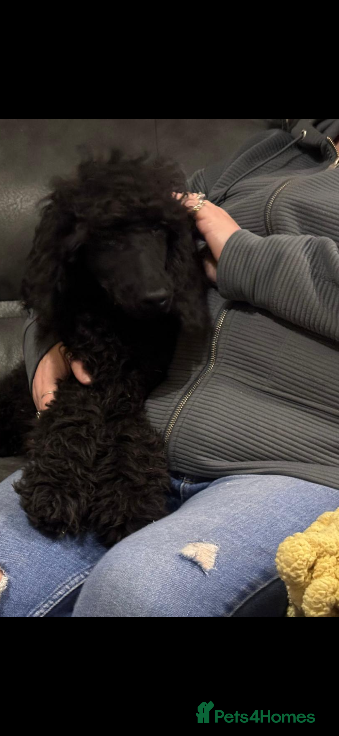 Standard Poodle dogs Kc Registered Standard Poodle Boys - Advert 14