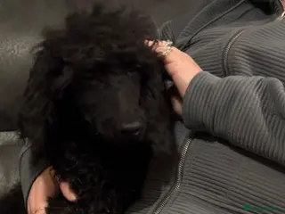 Standard Poodle dogs Kc Registered Standard Poodle Boys - Advert 14