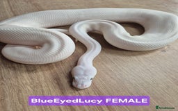Python Snake reptiles for sale: Selling our six Royal pythons  - Image 6