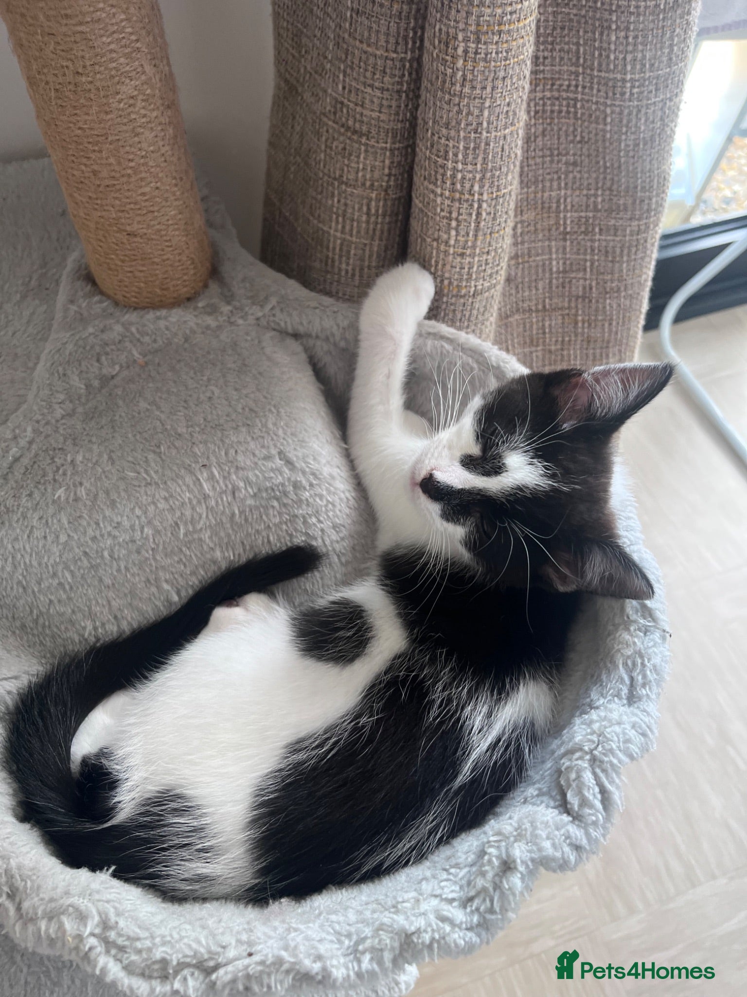 Mixed Breed cats Kittens for sale  - Advert 2