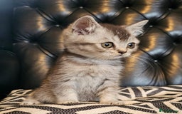 Scottish Fold cats for sale: Beautiful Scottish fold/straight kittens  - Image 5