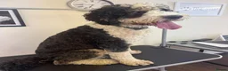 Bernedoodle dogs for sale: Gorgeous F1B Bernadoodle Puppies  - Advert 5