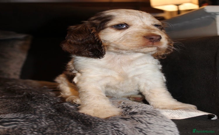 Cocker Spaniel dogs - Advert 1