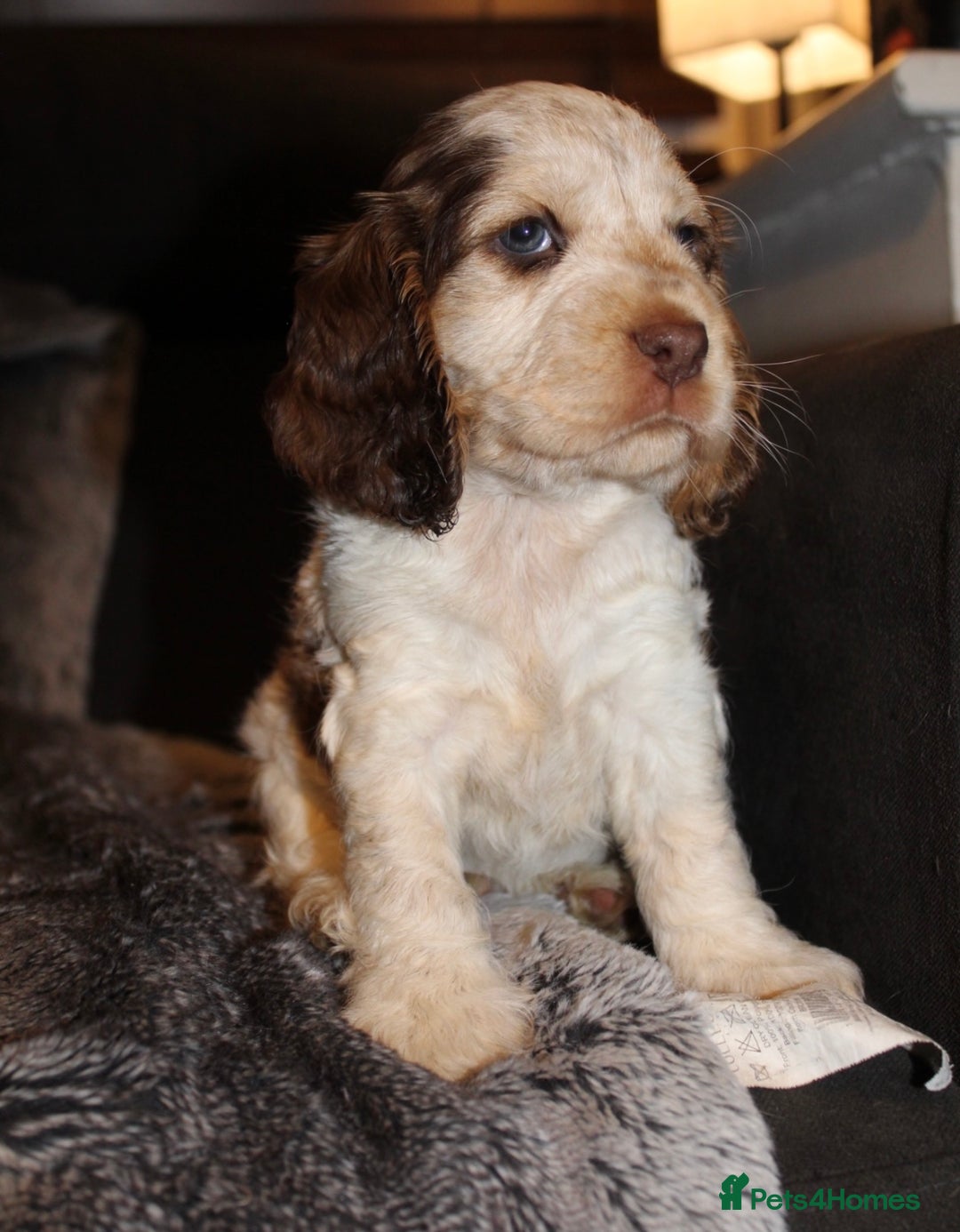 Cocker Spaniel dogs for sale: Beautiful KC reg Cocker Spaniel Pups - Advert 15