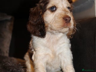 Cocker Spaniel dogs Beautiful KC reg Cocker Spaniel Pups - Advert 6