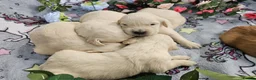 Golden Retriever dogs for sale: Beautiful KC Reg Golden Retriever Puppies - Advert 10