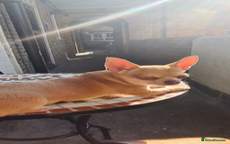 Chihuahua dogs for sale: KC registered xsmall male chihuahua for sale - Image 2