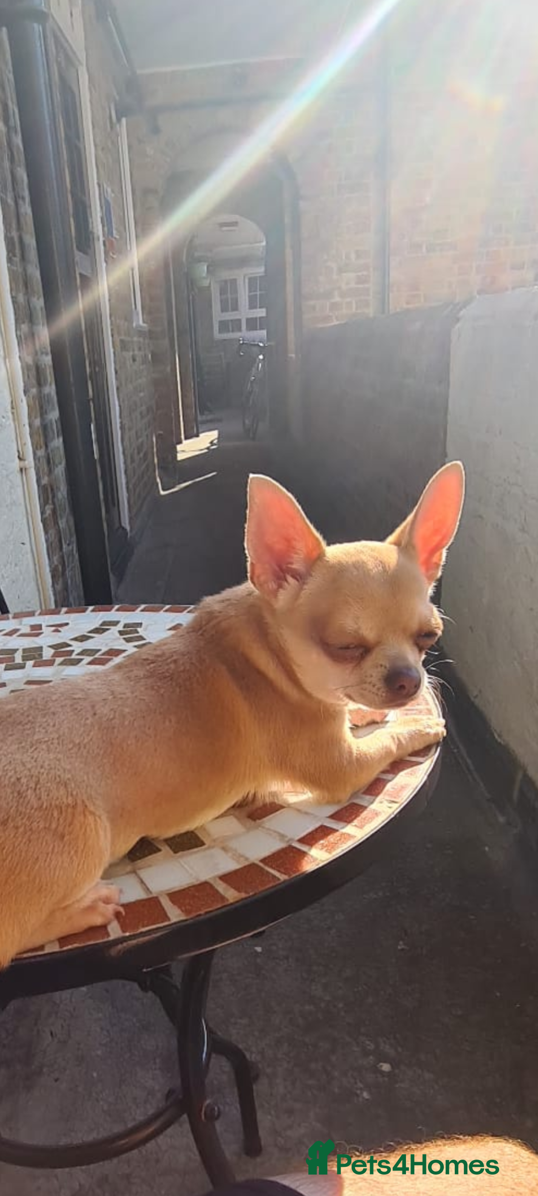 Chihuahua dogs for sale: KC registered xsmall male chihuahua for sale - Image 2