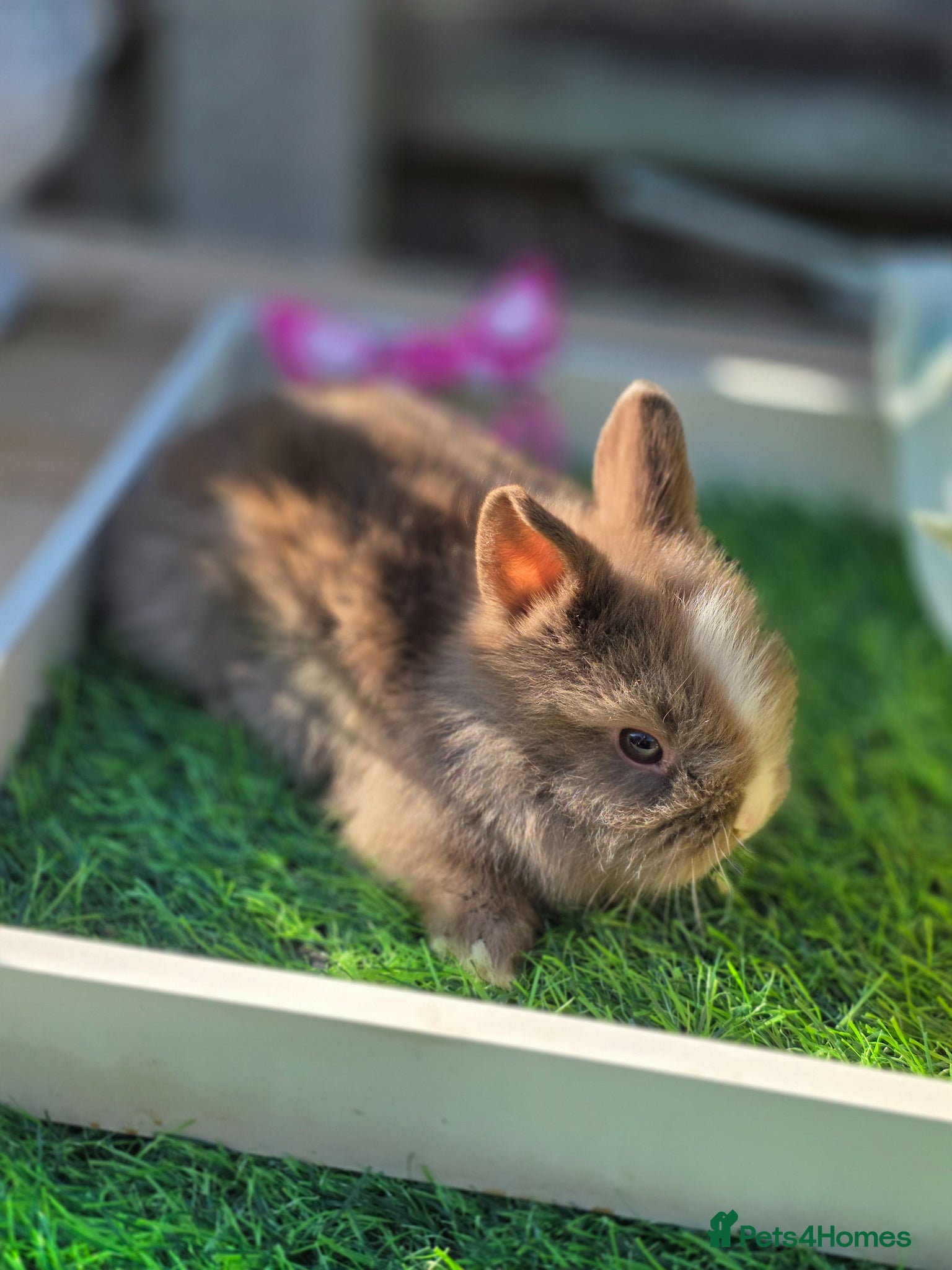 Lionhead rabbits 3 Double Mained Lionheads Ready For Reserve  - Advert 2