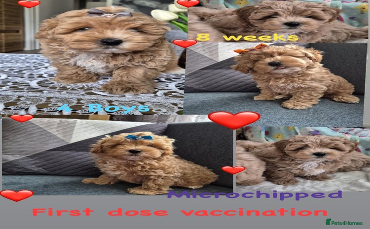 Maltipoo dogs - Advert 6