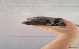 Miniature Dachshund dogs for sale: 3 puppies for sale  - Image 8