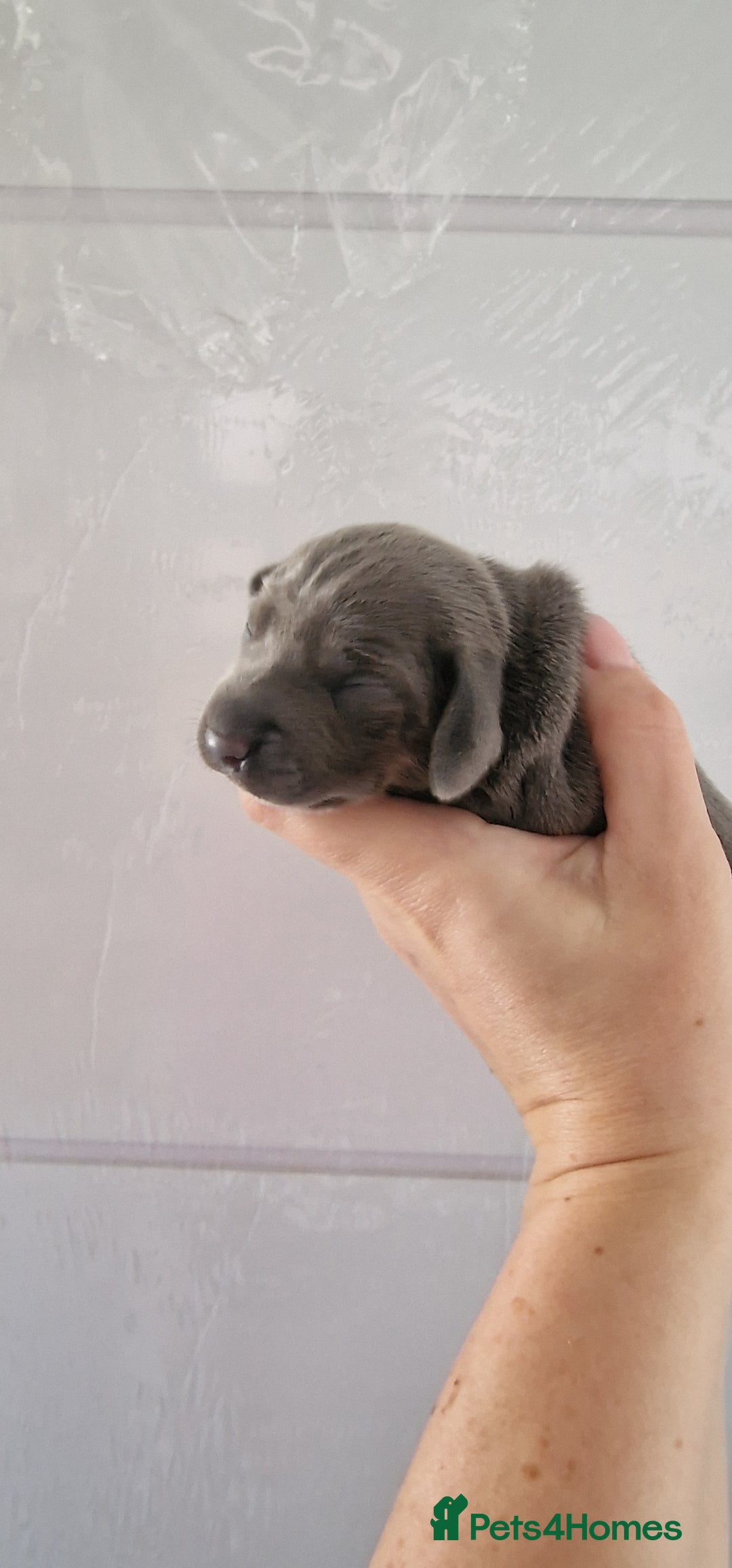 Miniature Dachshund dogs for sale: 3 puppies for sale  - Image 8