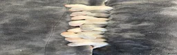 Ferret rodents for sale: Mixed litter of ferrets for sale - Advert 3