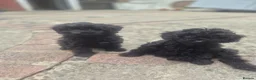 Cockapoo dogs for sale: Cockapoo puppies - Advert 3