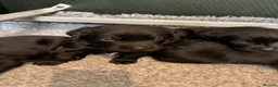 Labrador Retriever dogs for sale: Beautiful KC Registered Chunky Black Lab puppies  - Advert 5