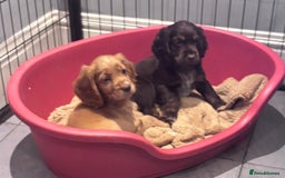 Cocker Spaniel dogs for sale: Working cocker spaniels puppies kc reg - Image 7