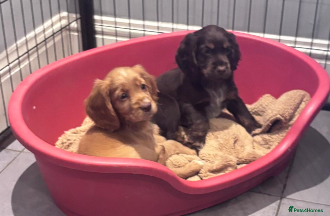 Cocker Spaniel dogs for sale: Working cocker spaniels puppies kc reg - Image 7