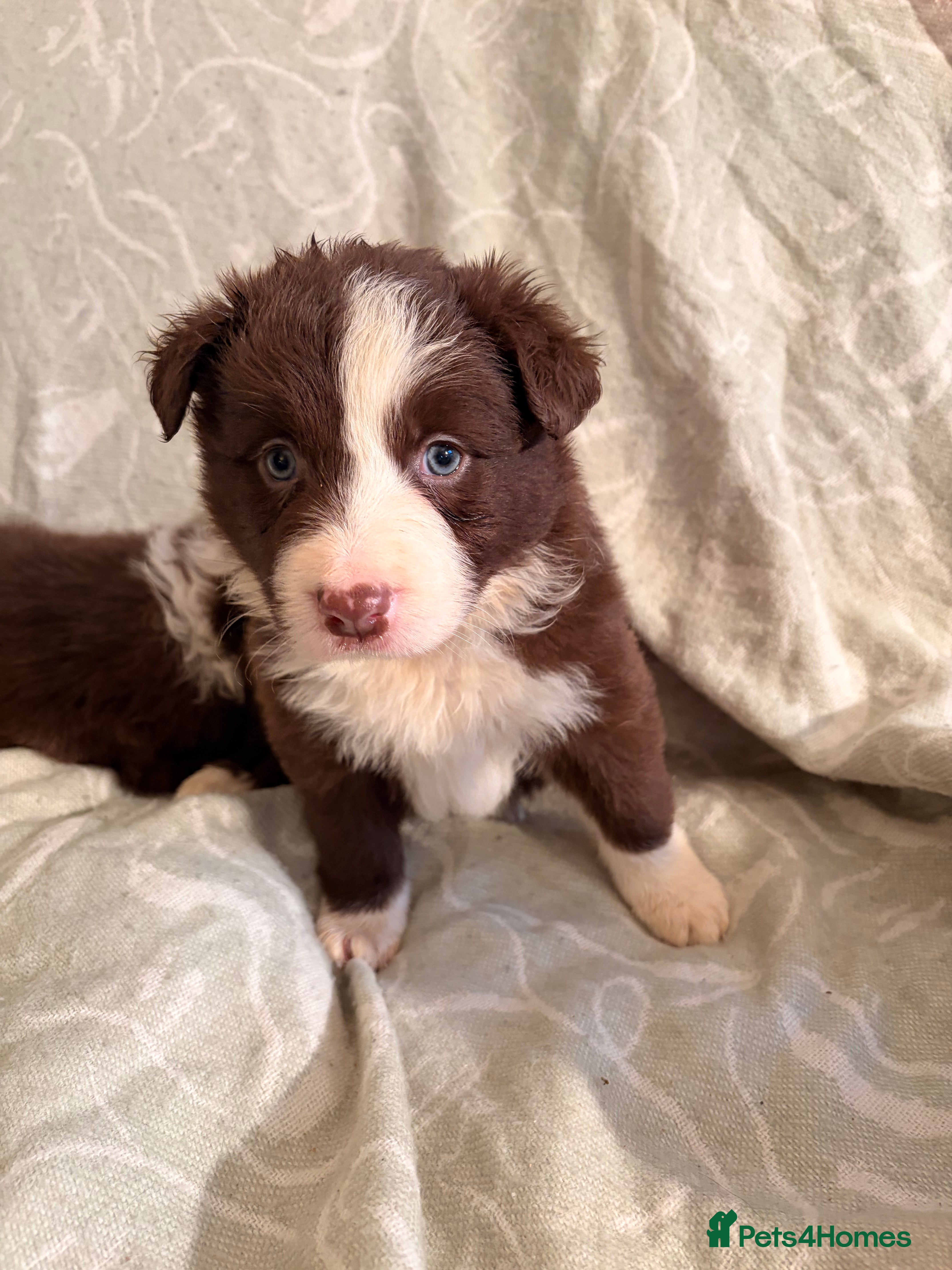 Border Collie dogs HEALTH TESTED CLEAR PARENTS BORDER COLLIE PUPS - Advert 1