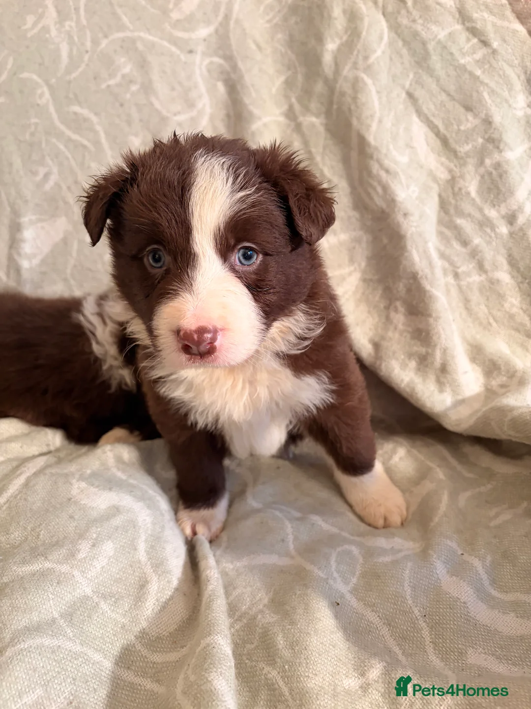 Border Collie dogs for sale: HEALTH TESTED CLEAR PARENTS BORDER COLLIE PUPS - Advert 32