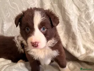 Border Collie dogs HEALTH TESTED CLEAR PARENTS BORDER COLLIE PUPS - Advert 2