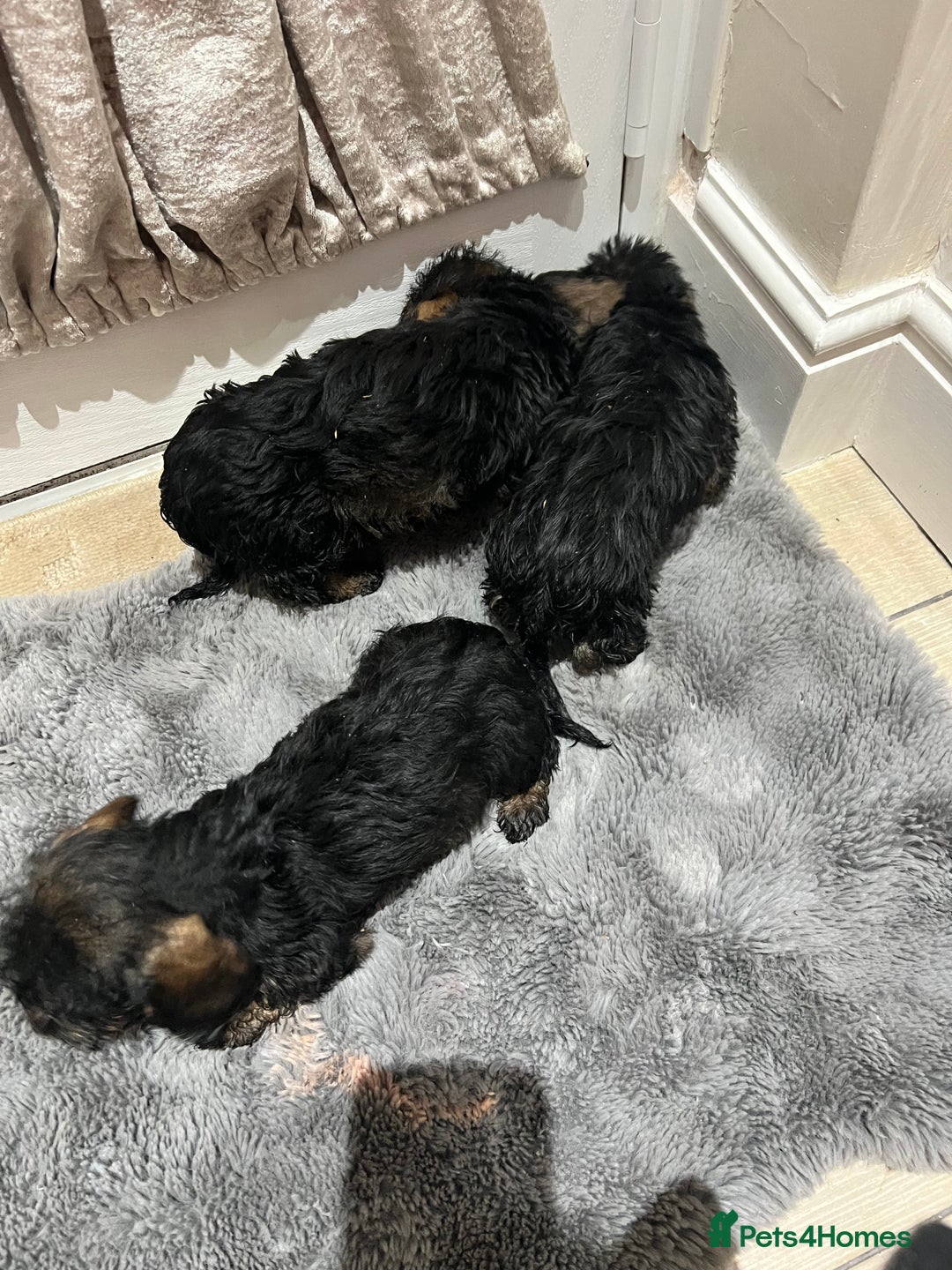 Dachshund dogs for sale: Miniature soft haired dachshunds - Advert 7