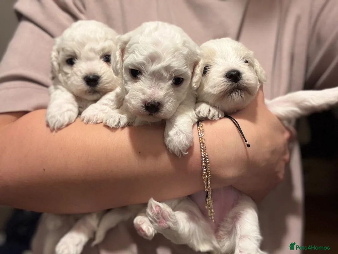 Bichon Frise dogs for sale: Bichon Puppies for sale - Advert 1