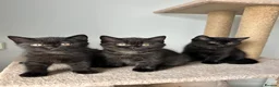 British Shorthair cats for sale: Chocolate BSH Kittens 🐾 - Advert 11