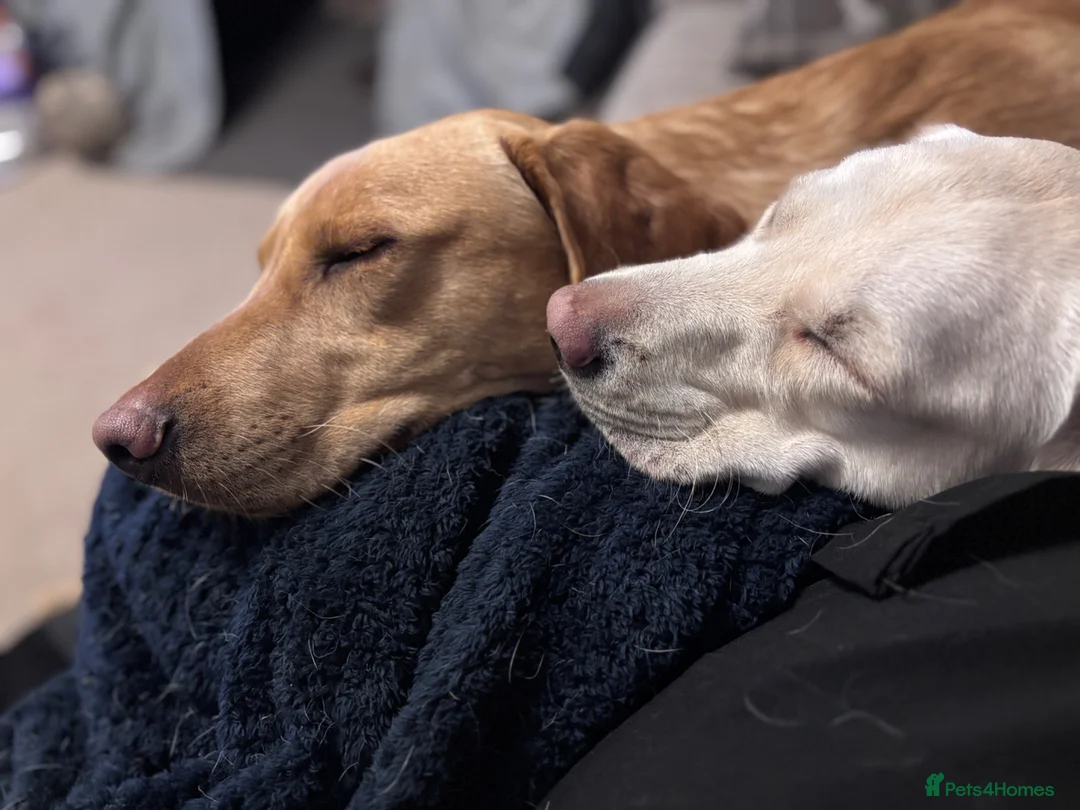 Labrador Retriever dogs for sale: 2 Labradors needing loving homes  in Gainsborough - Advert 8