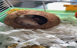Rat rodents for sale: 3 female rats for rehoming - Image 3